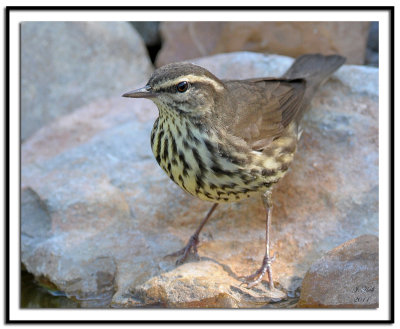 Northern Waterthrush