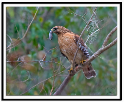 Red Shouldered Hawk