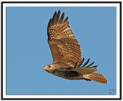 Red-tailed Hawk