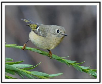 Ruby-crowned Kinglet