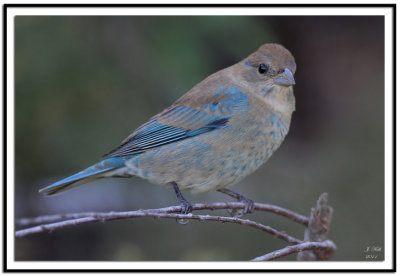 Indigo Bunting