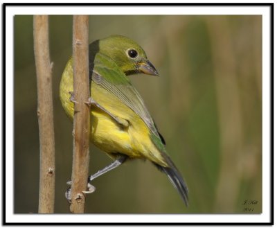 Painted Bunting