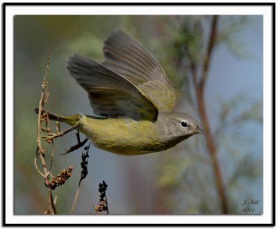 Orange-crowned Warbler