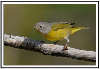 Nashville Warbler