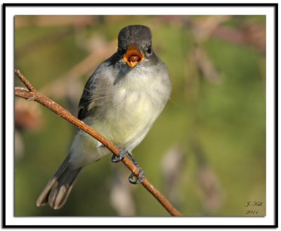 Eastern Phoebe