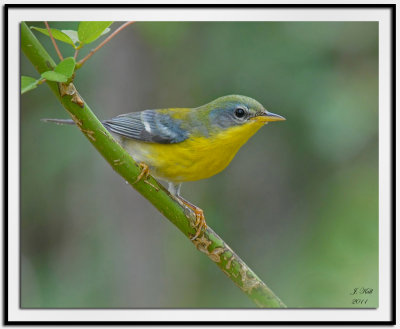 Tropical Parula