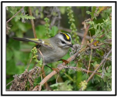 Golden-crowned Kinglet