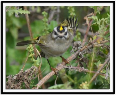 Golden-crowned Kinglet