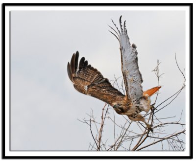 Red-tailed Hawk