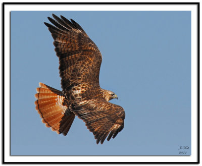 Red-tailed Hawk