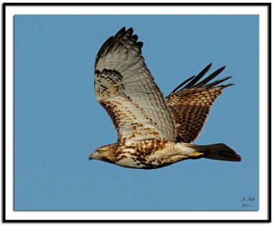 Red-tailed Hawk