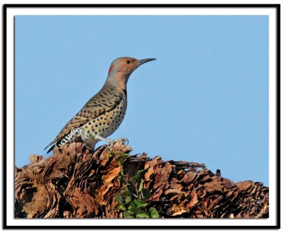 Northern Flicker