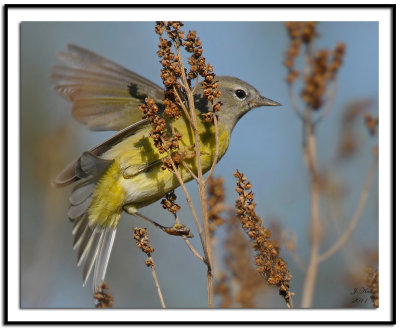 Orange-crowned Warbler