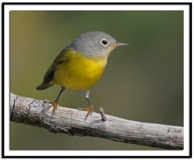 Nashville Warbler