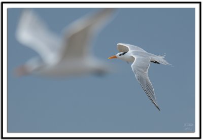 Royal Terns