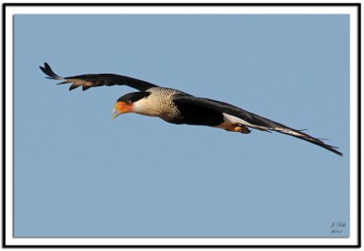 Crested Caracara