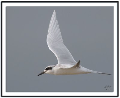 Forsters Tern