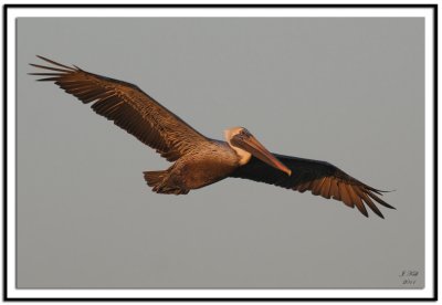 Brown Pelican