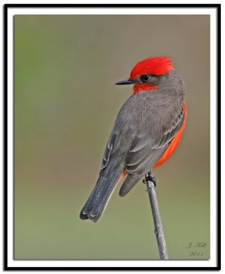 Vermilion Flycatcher