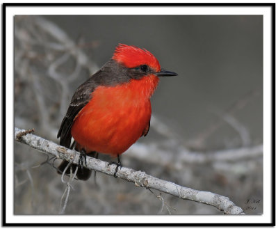 Vermilion Flycatcher