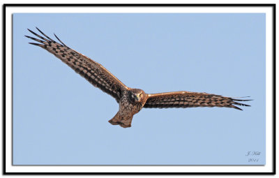 Northern Harrier