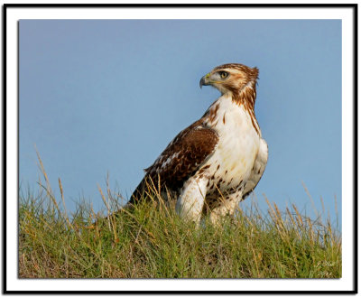 Red-tailed Hawk