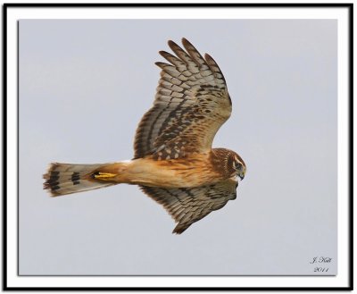 Northern Harrier