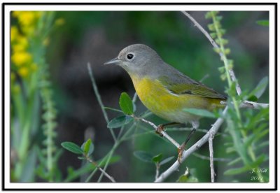 Nashville Warbler