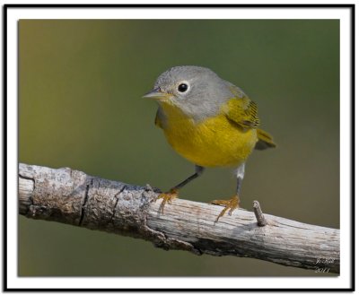 Nashville Warbler