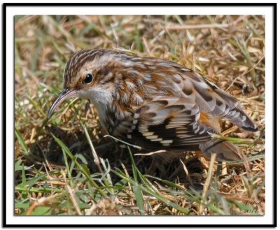 Brown Creeper