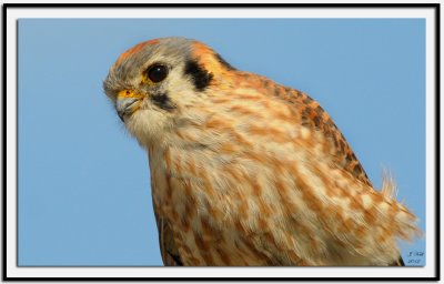 American Kestrel