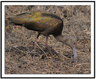 White-faced Ibis