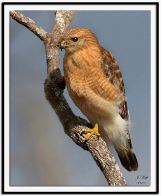 Red-shouldered Hawk