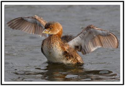 Pie-billed Grebe