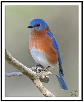 Eastern Bluebird