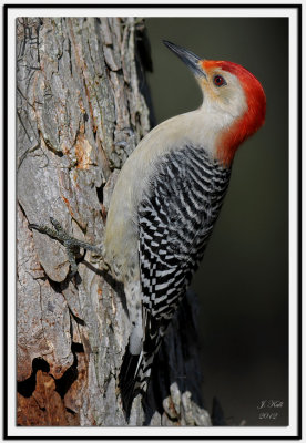 Red-bellied Woodpecker