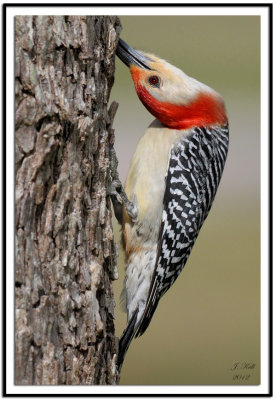 Red-bellied Woodpecker