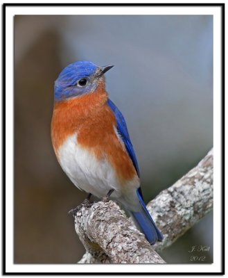 Eastern Bluebird