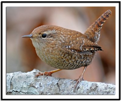 Winter Wren