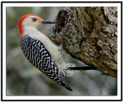 Red-bellied Woodpecker