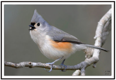 Tufted Titmouse