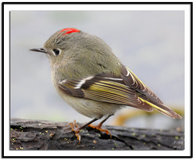 Ruby-crowned Kinglet