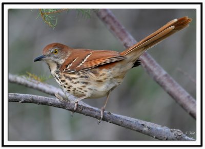 Brown Thrasher