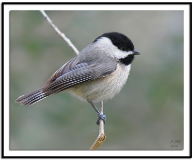 Carolina Chickadee