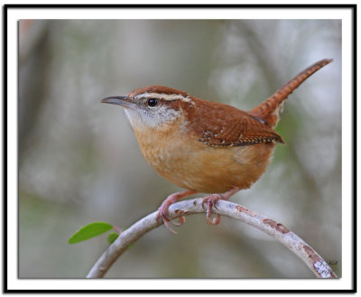 Carolina Wren