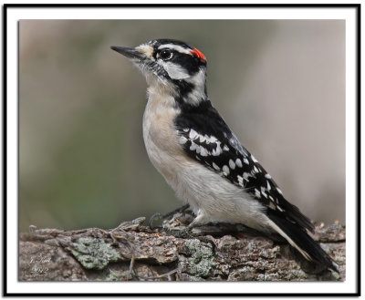 Downy Woodpecker