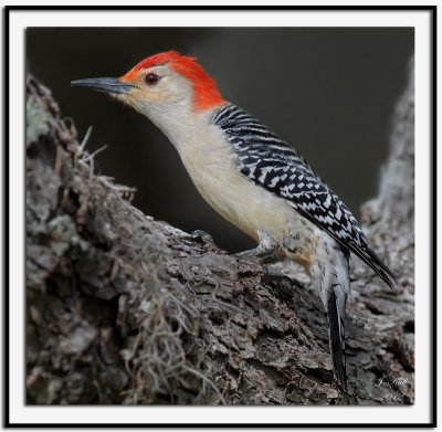 Red-bellied Woodpecker