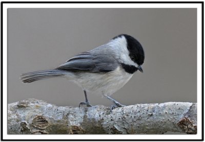 Carolina Chickadee