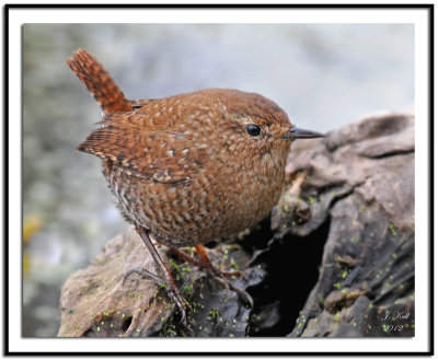 Winter Wren