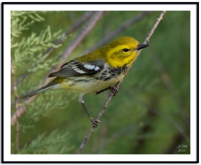 Black-throated Green Warbler